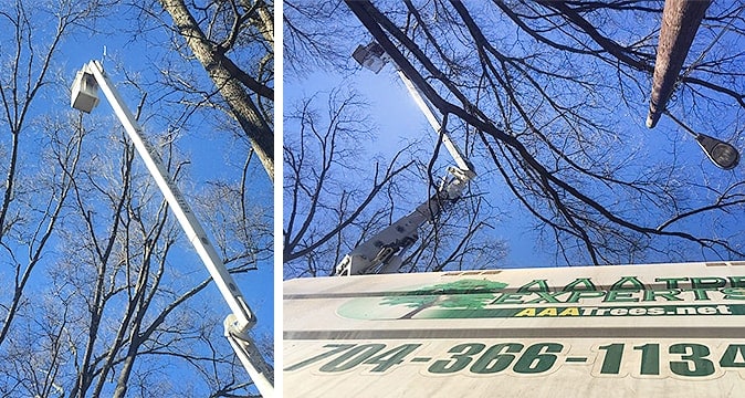 Tree trimming and pruning in Charlotte NC