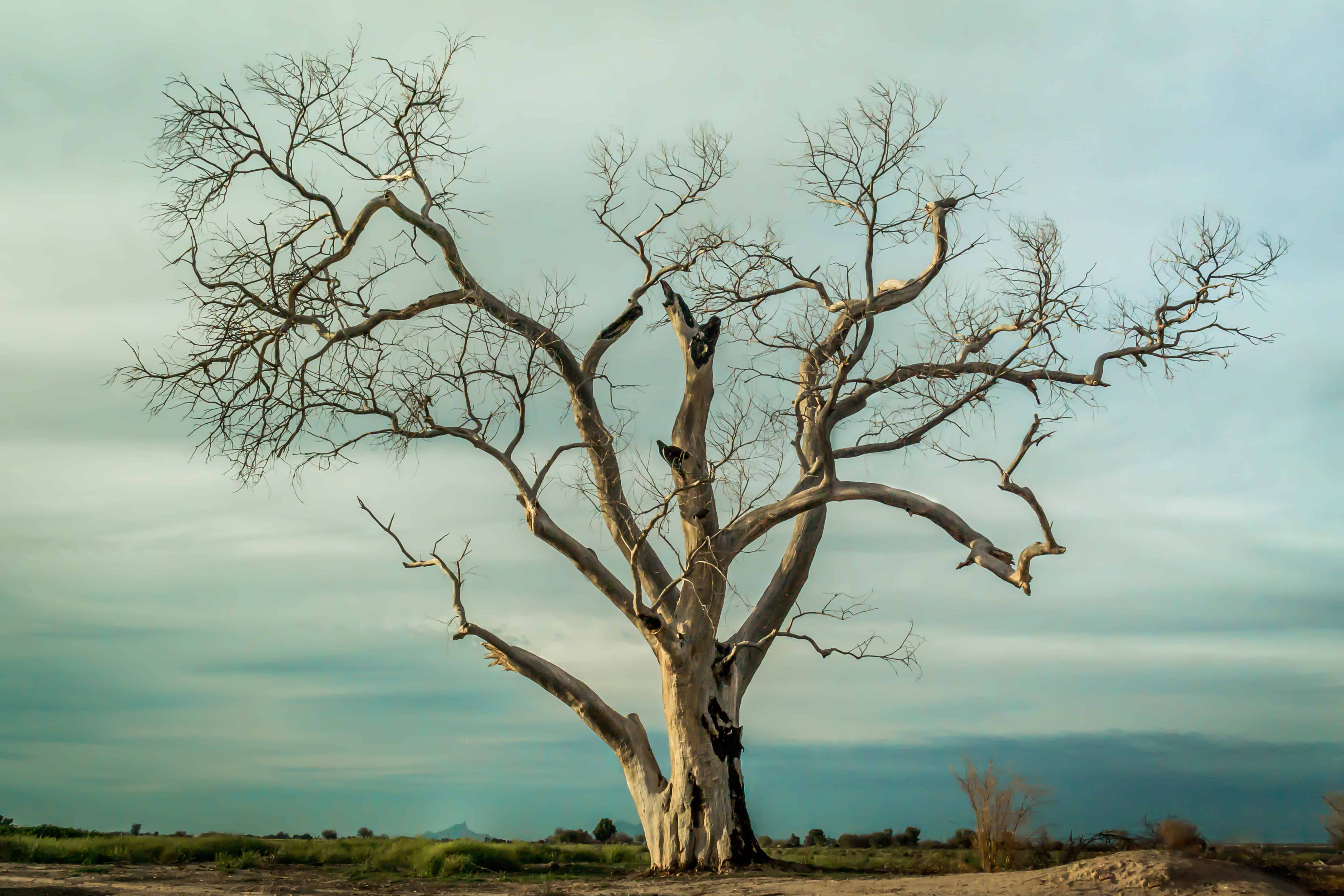 How To Tell If A Tree Is Dead In Your Yard