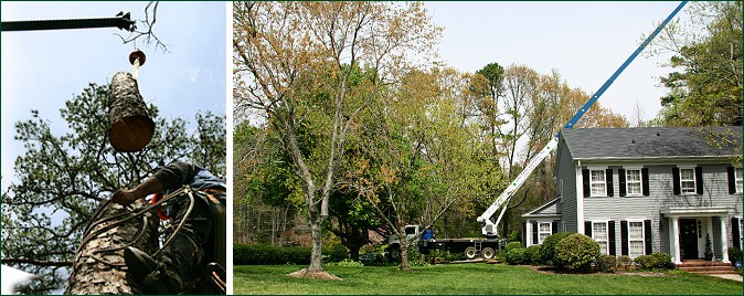 Tree Care Equipment from AAA Tree Experts