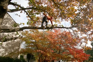 Tree Trimming Charlotte NC, Tree Pruning Charlotte NC