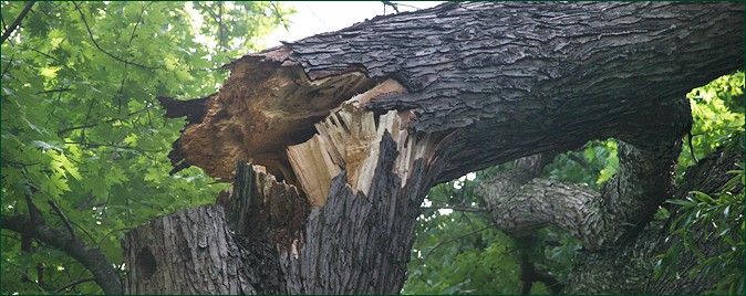 Storm Damage Tree Removal in Charlotte, NC