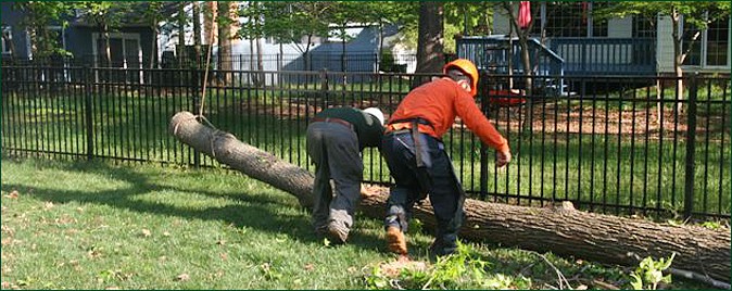 removing a tree