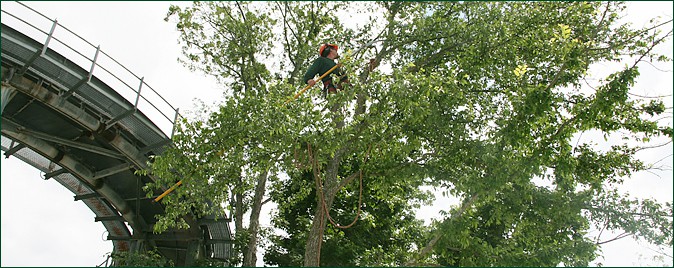 Commercial Tree Service