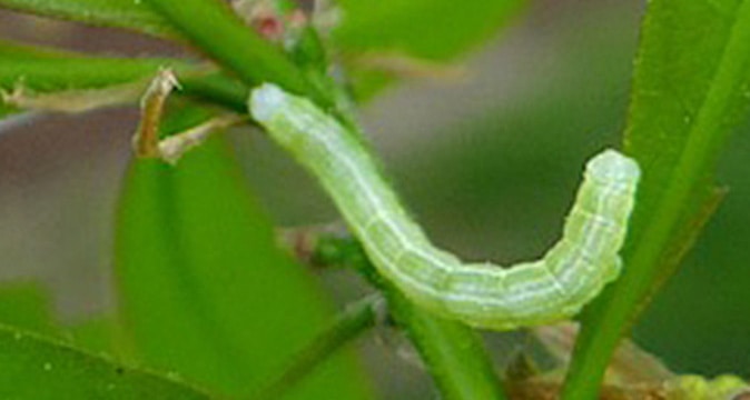 maplestory springy worm