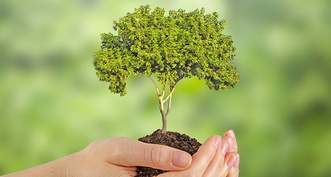 Trees Stressed Out From Summer Heat & Drought?