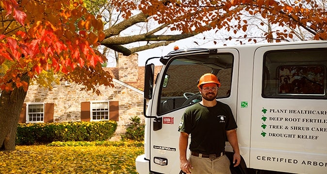 Top 5 Tips to Find the Best Tree Service
