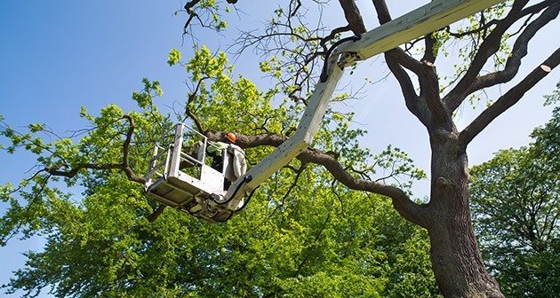 tree shrub removal