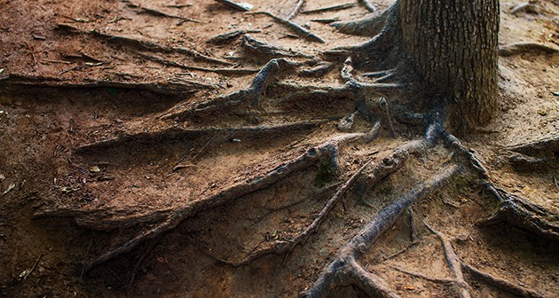 Camouflage Exposed Tree Roots In Your Lawn