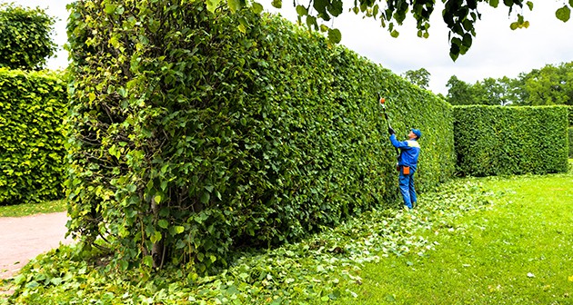 5 Reasons Why Regular Tree Trimming is Important for Homeowners