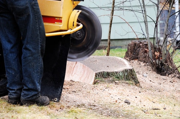 Reasons to Hire Professional Arborists for Stump Grinding?