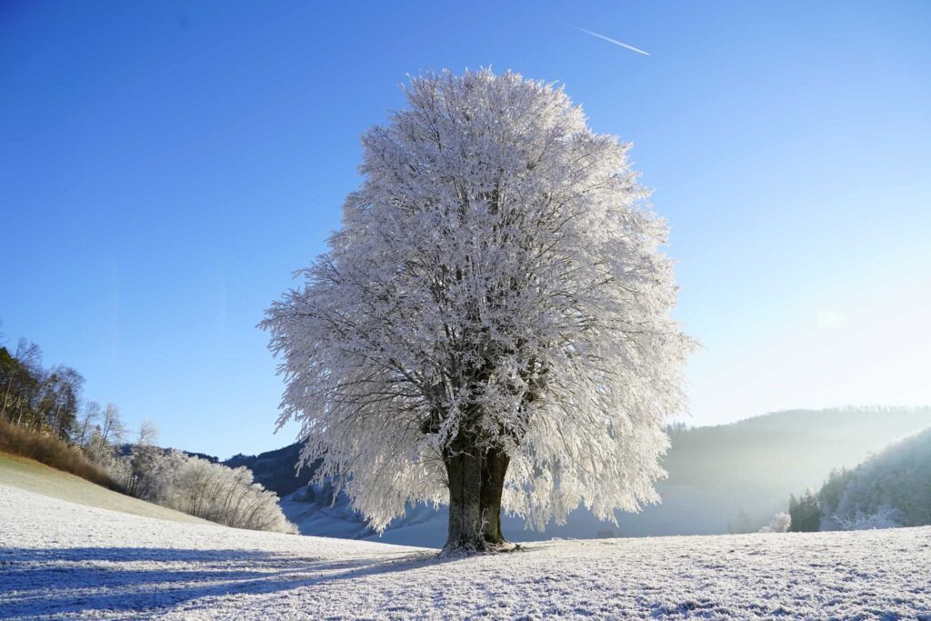 Winter Tree Care Tips