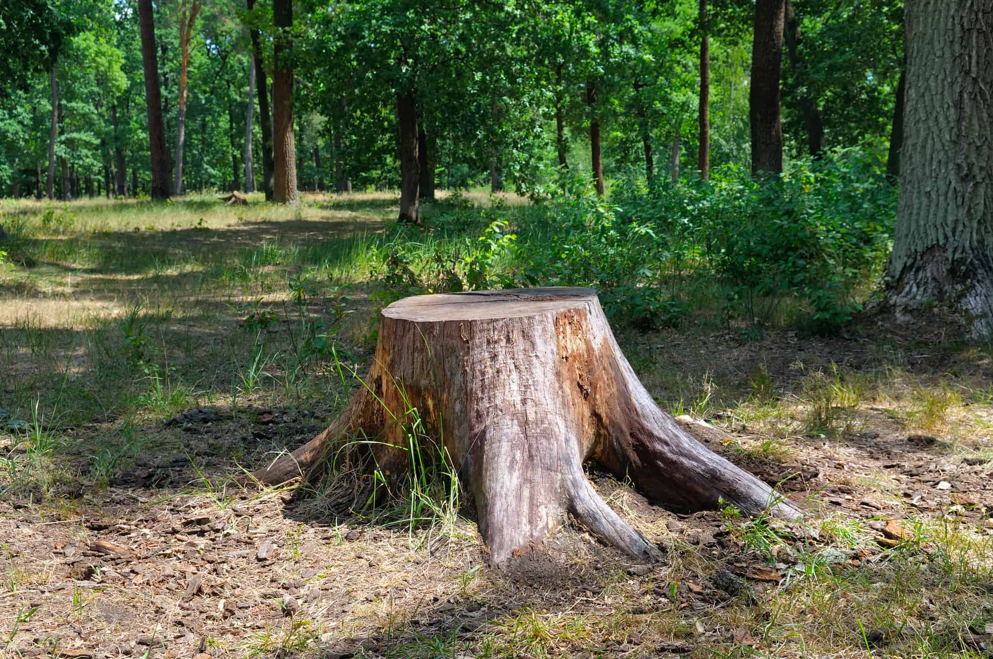 Shoo Stump! Everything You Need to Know About Stump Removal