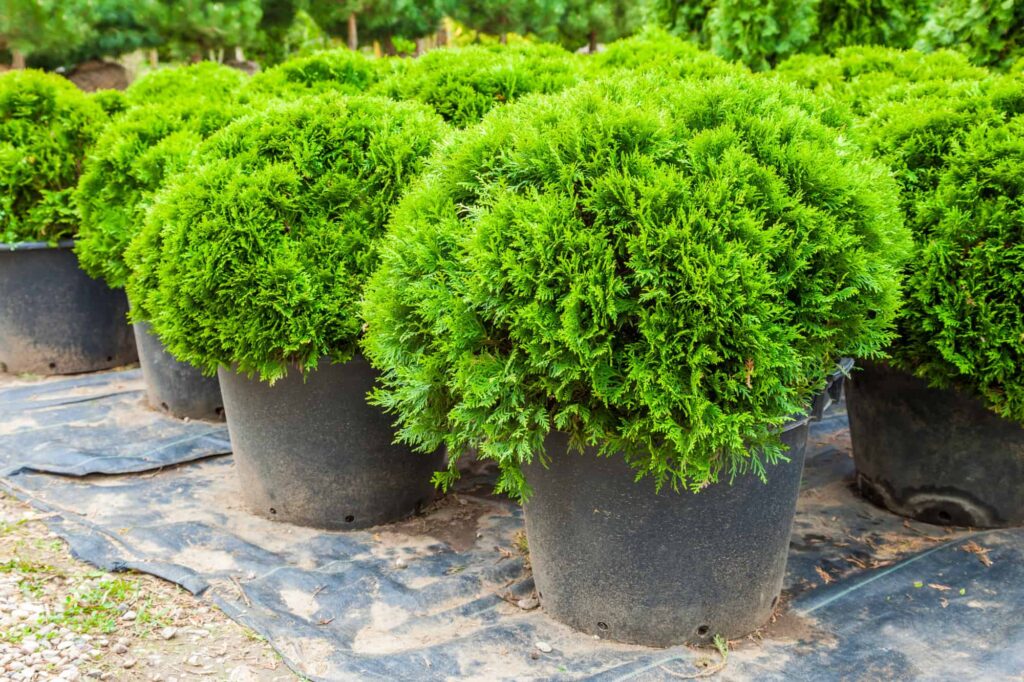 dwarf evergreen trees