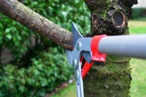 When to trim trees, Tree trimming