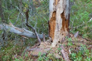 Signs of a dying tree