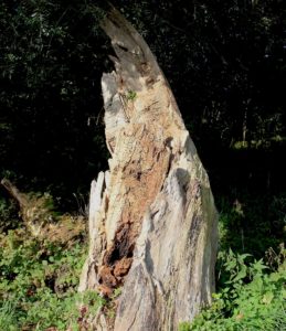 Tree Rot in Charlotte, NC