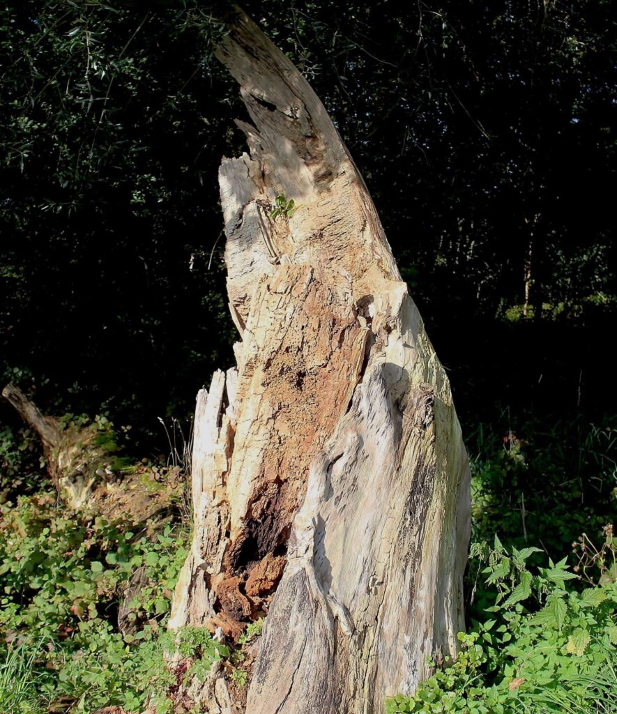 Tree Rot in Charlotte, NC