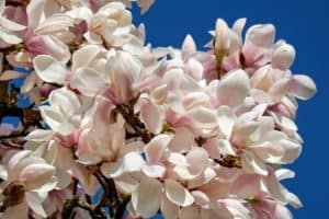 How to care for a magnolia tree