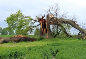 tree storm damage