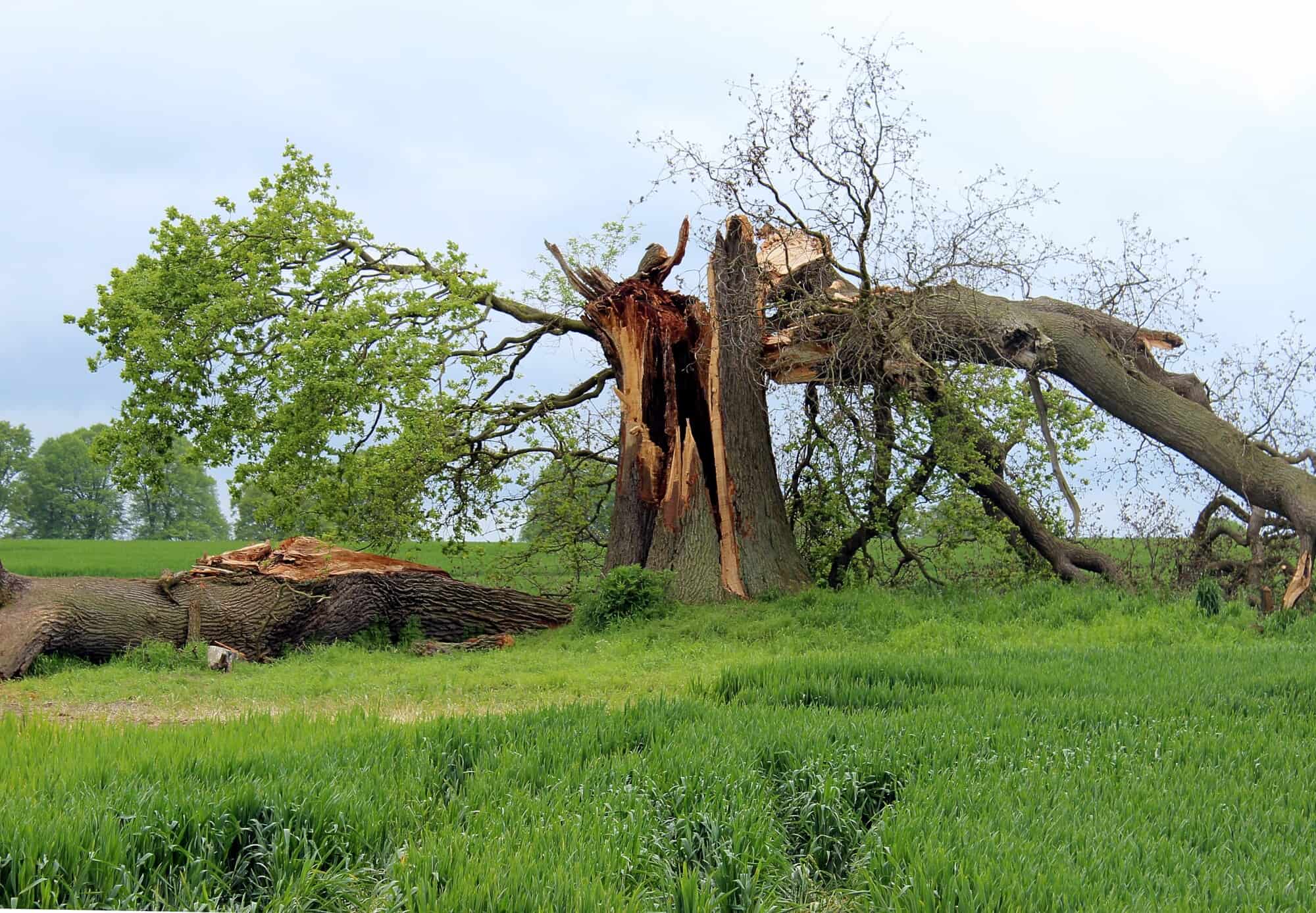 Can a Storm Damaged Tree Be Saved?