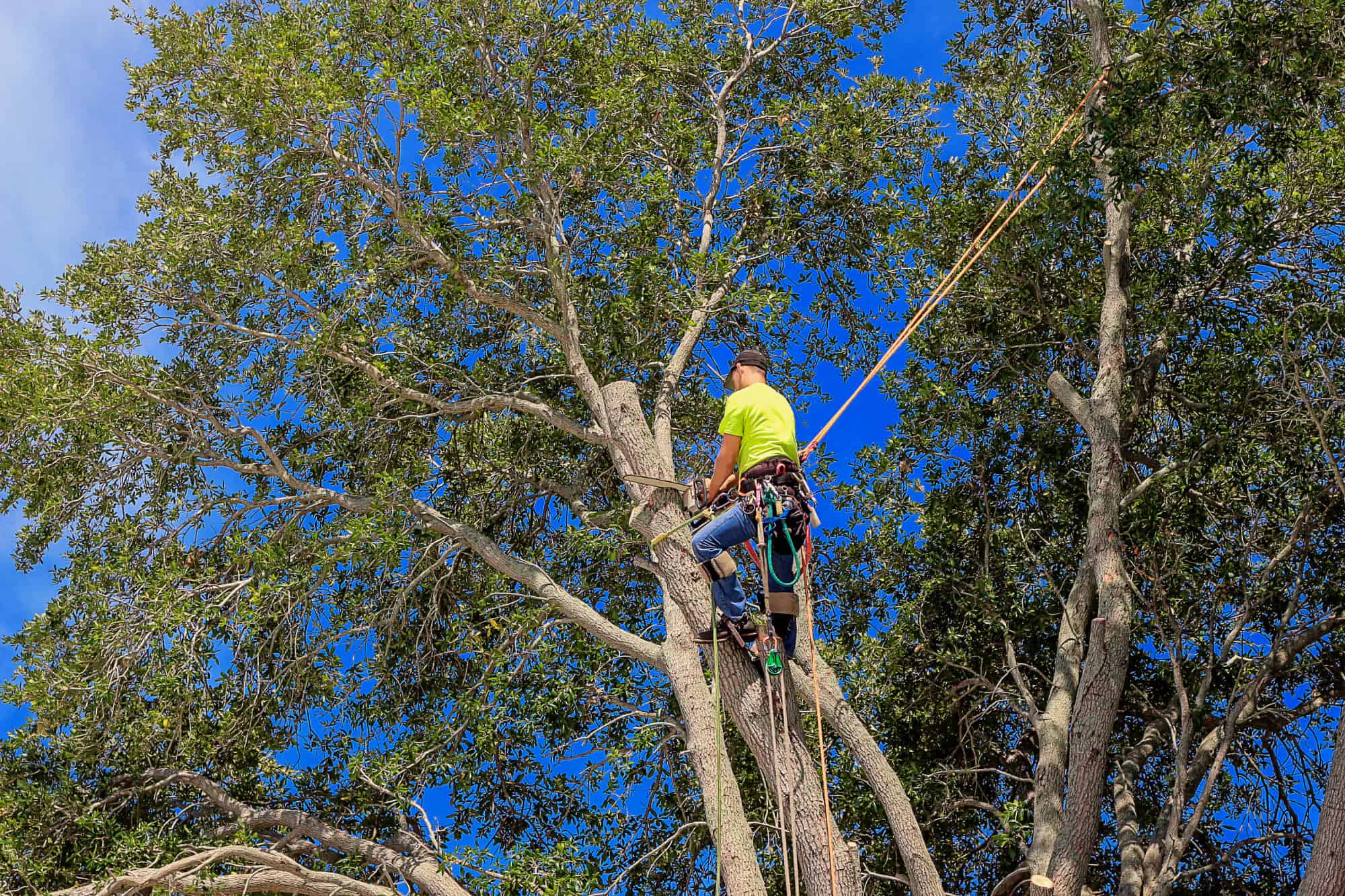 What to Look For in a Tree Removal Service