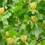 Yellow Poplar Tree