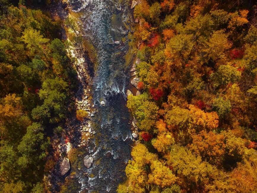 The Most Common North Carolina Trees: An Identification Guide