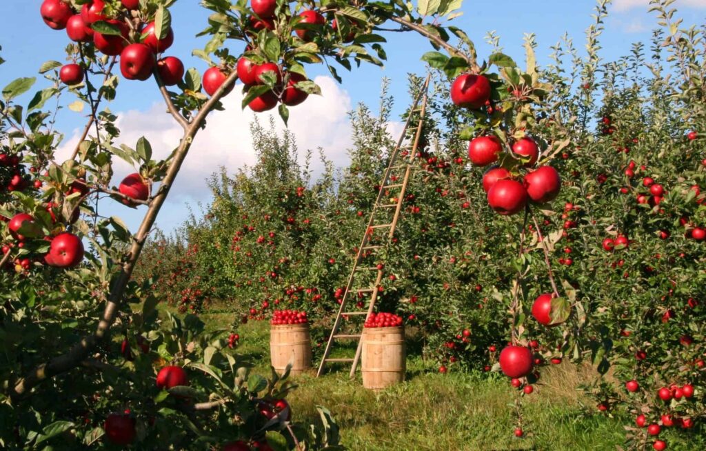 how to trim an apple tree
