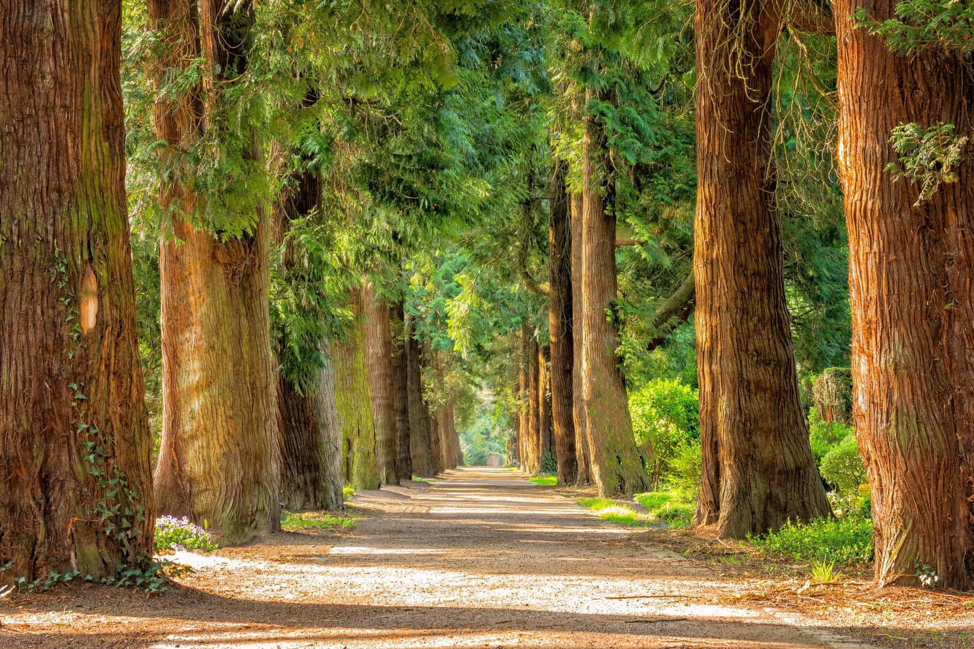 Tree Removal Company In Douglasville