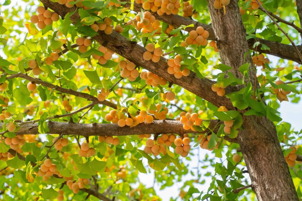 tree injection Charlotte