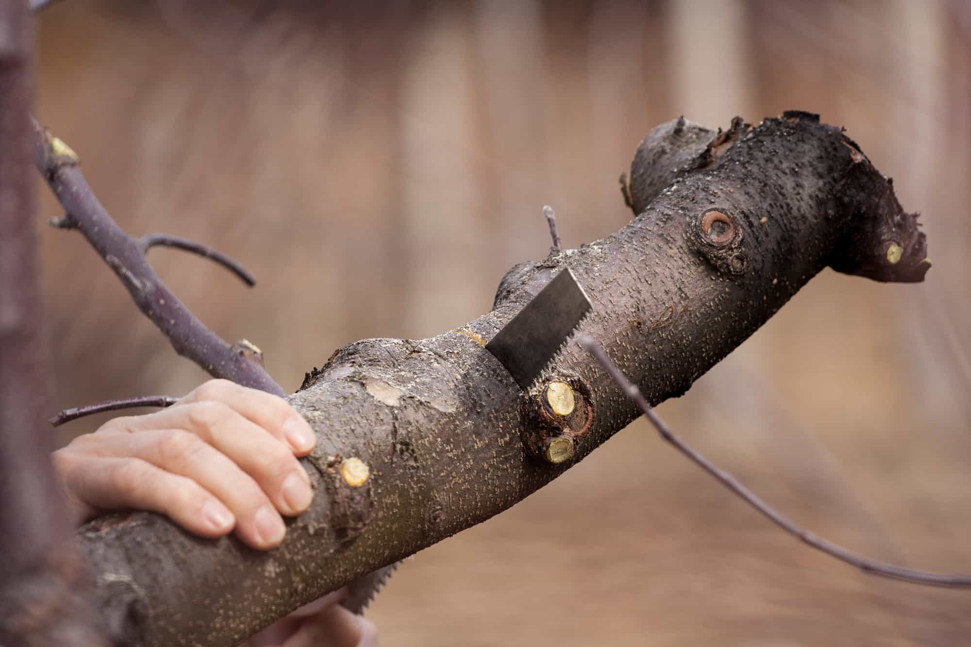 9 Signs It’s Time to Remove a Tree From Your Property