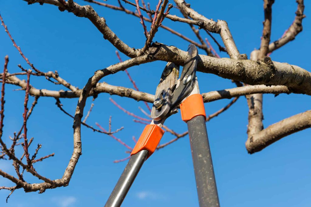 Pruning Tools in Charlotte
