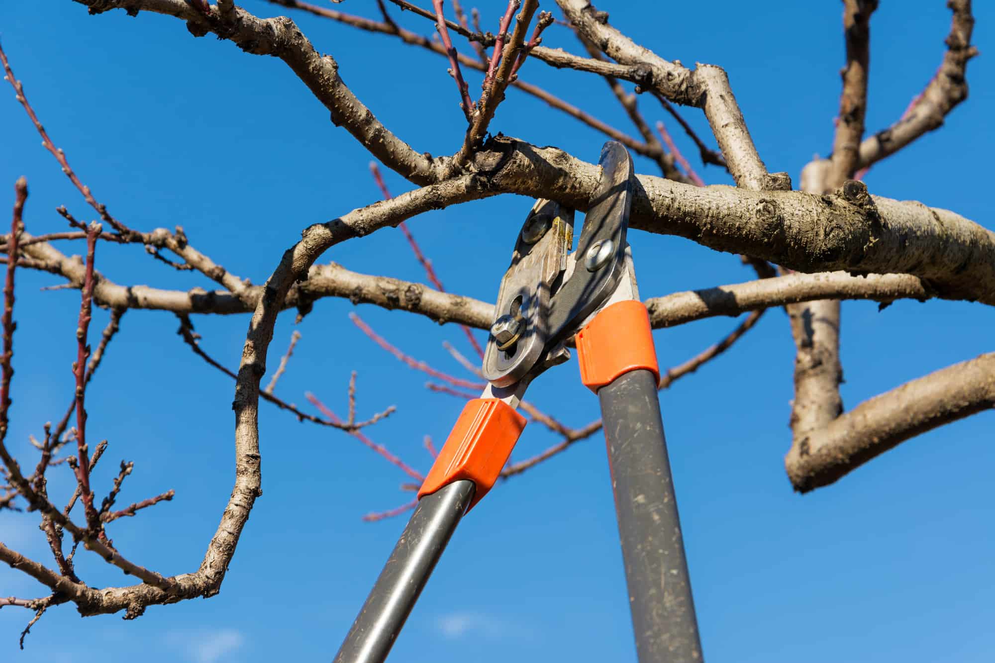 Gardening 101: Pruning Tools and How to Maintain Them