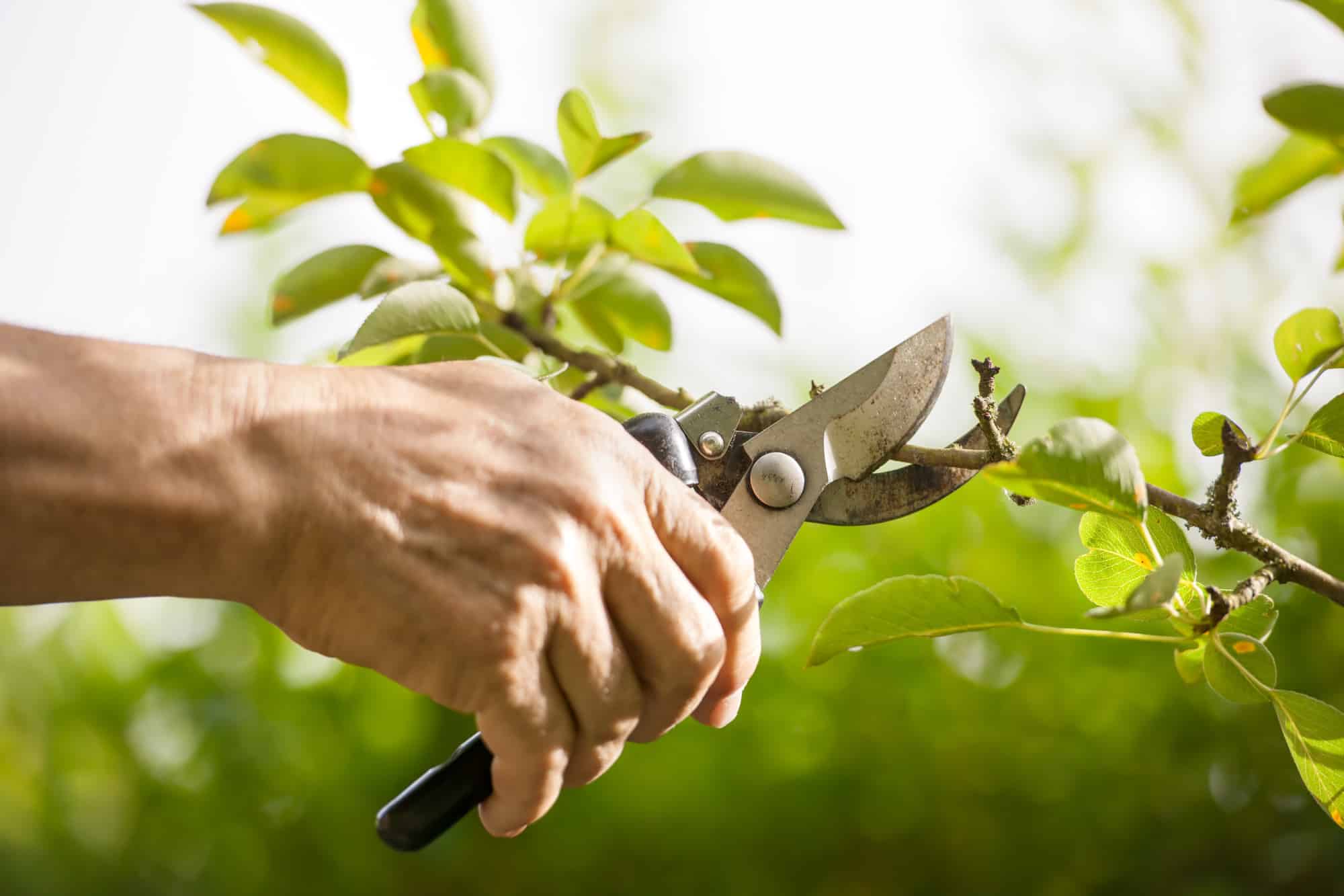 The Importance of Regular Tree Maintenance for Homeowners
