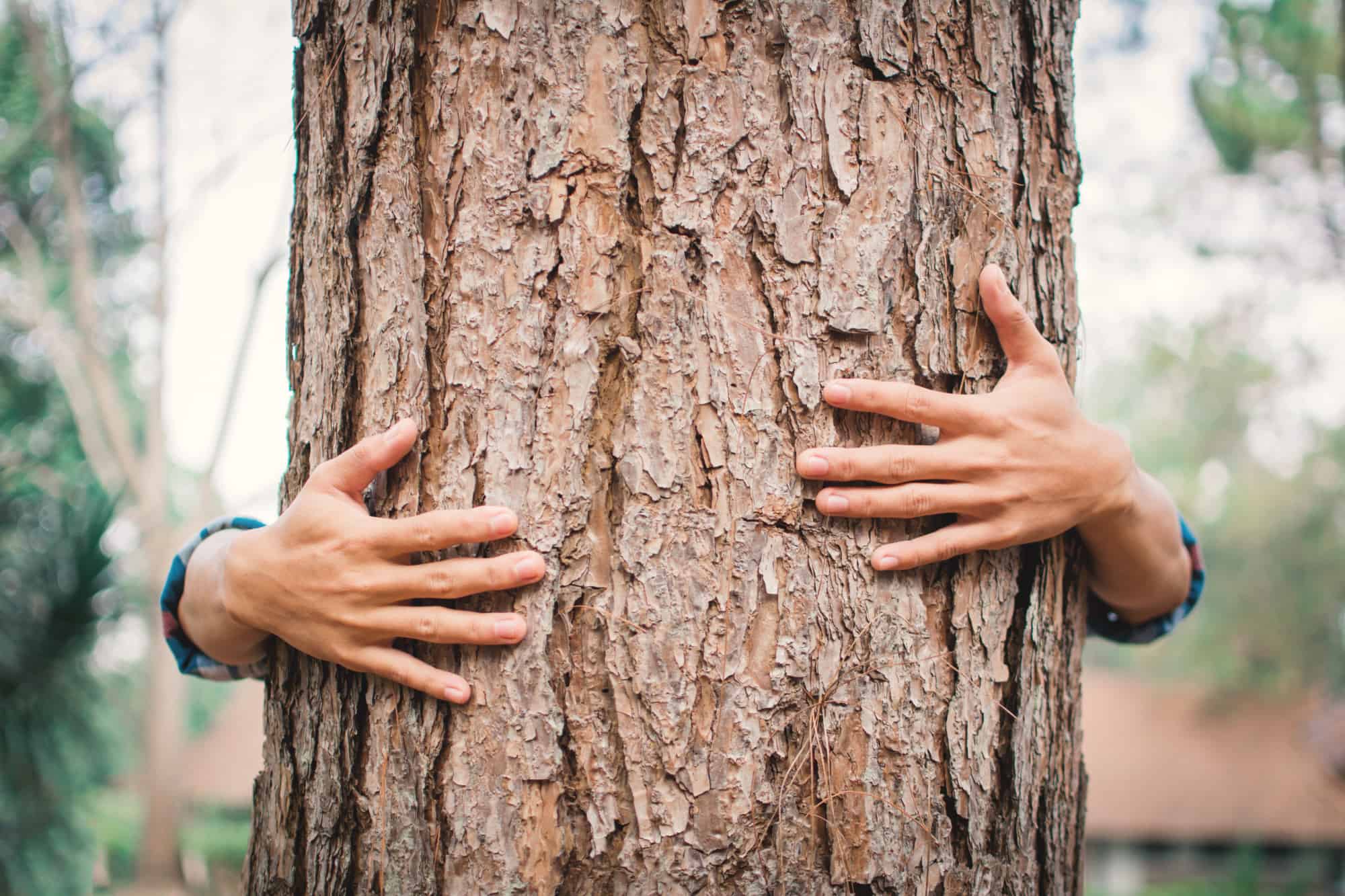 Essential Tree Care Tips for Homeowners: How to Maintain Your Trees and Promote Healthy Growth