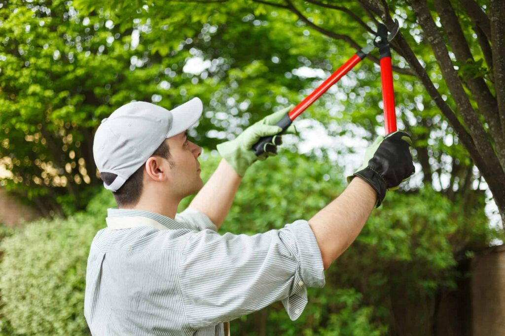 Arborist Services Charlotte