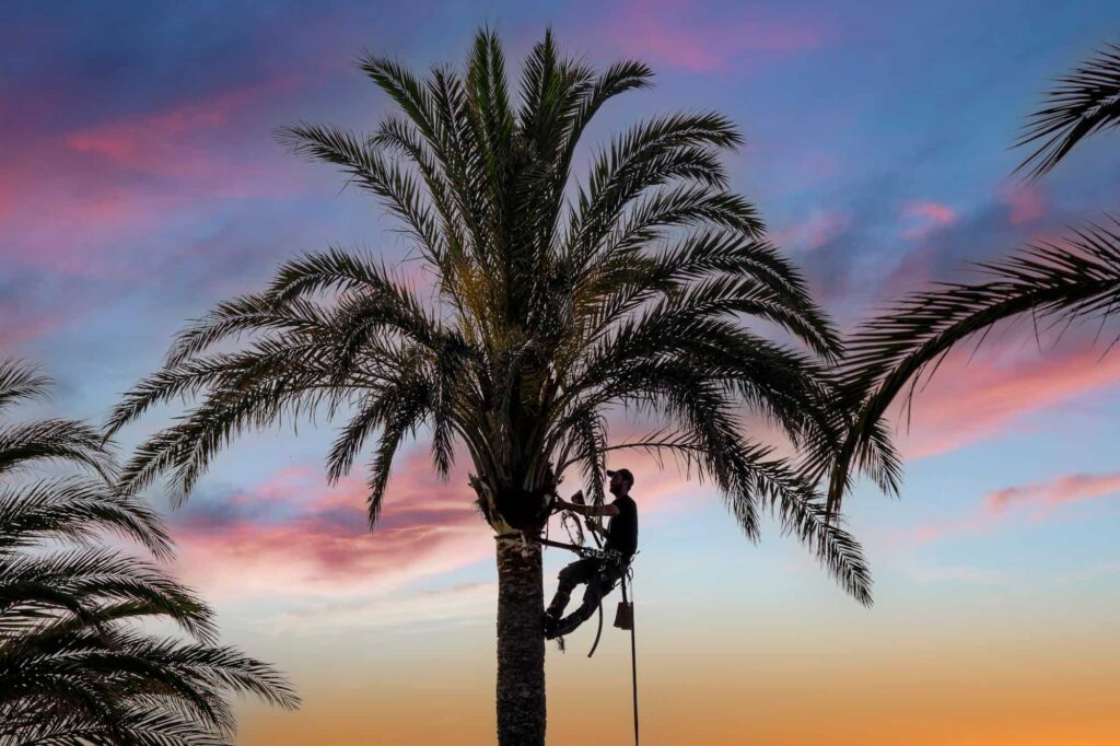 tree removal service - aaa tree experts - charlotte nc