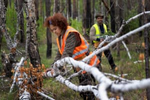 tree removal service - aaa tree experts - charlotte nc