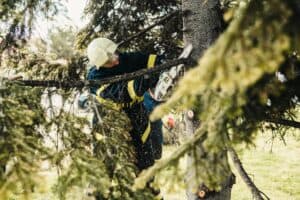tree removal service - aaa tree experts - charlotte nc
