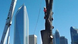 commercial tree service work being performed near business property by AAA Tree Experts