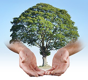 Certified arborist from AAA Tree Experts providing professional tree care services