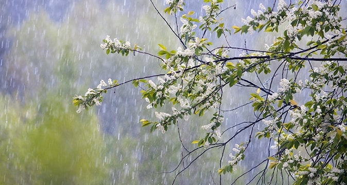 Tree damage and fallen branches after heavy rain handled by AAA Tree Experts