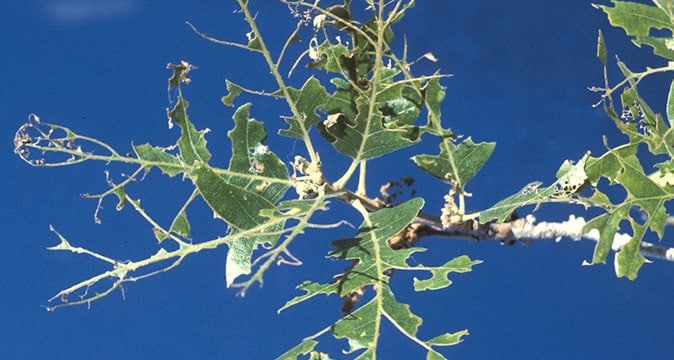 Tree leaves affected by cankerworms during spring season inspected by AAA Tree Experts