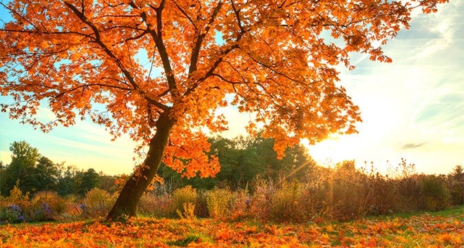 Dangerous leaning tree posing risk to nearby home and yard assessed by AAA Tree Experts
