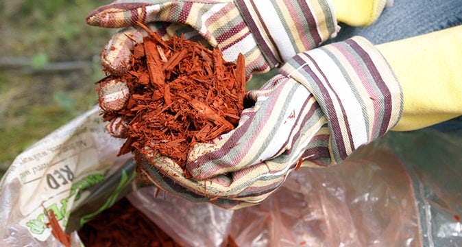 Proper mulching technique around tree base to protect roots and retain moisture by AAA Tree Experts