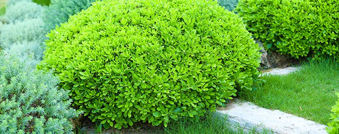 Healthy shrubs maintained with professional pruning and tree care services by AAA Tree Experts