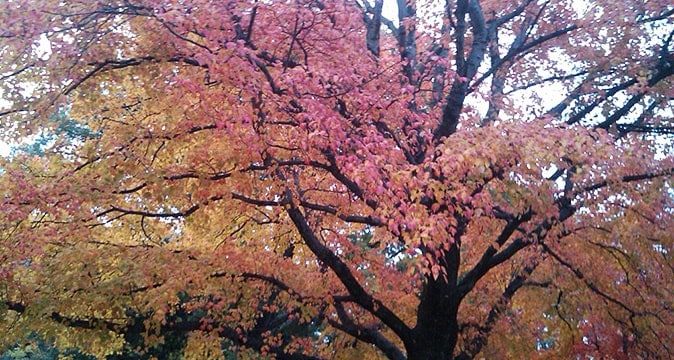 Soil fertilization process improving nutrient levels for tree growth by AAA Tree Experts