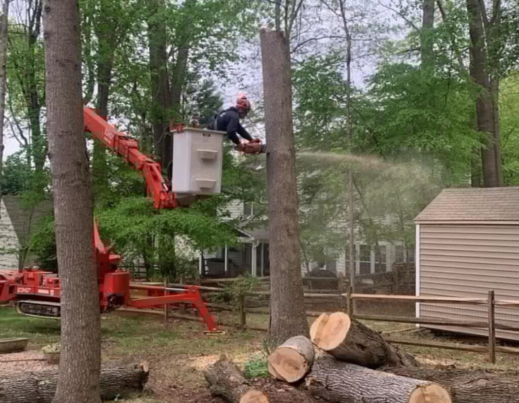 Spider Tree Removal
