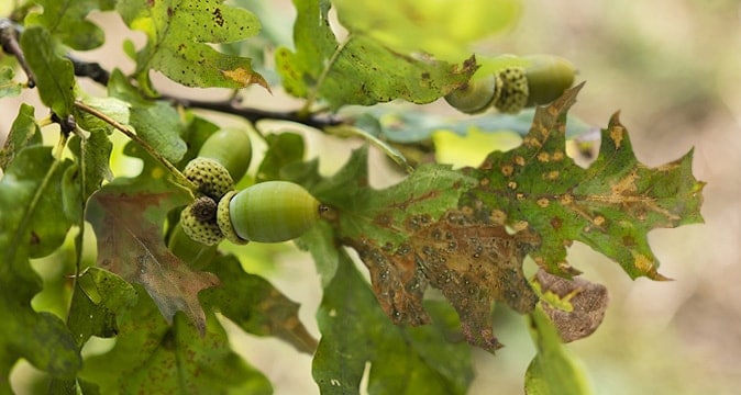 Dark spots on oak tree leaves indicating possible fungal disease evaluated by AAA Tree Experts