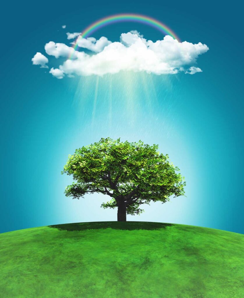 Professional tree care service improving tree health and safety by AAA Tree Experts